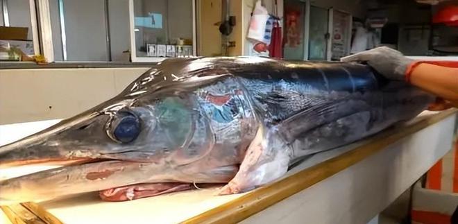 新发现：仅米粒九游会J9 J9九游会大小生物成年后变身顶级海洋猎手(图28)