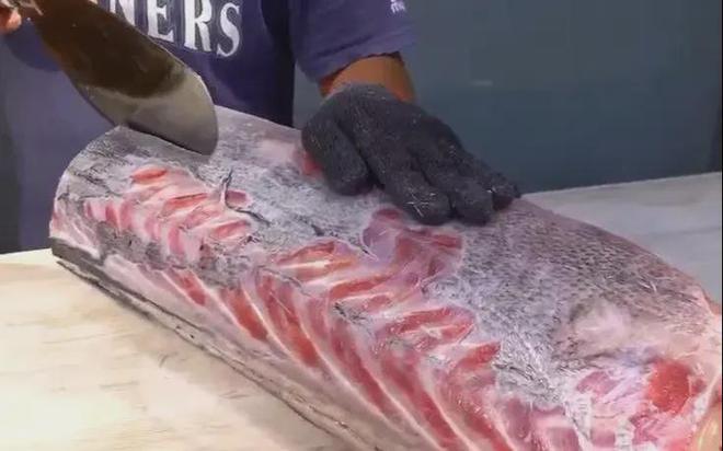 新发现：仅米粒九游会J9 J9九游会大小生物成年后变身顶级海洋猎手(图30)