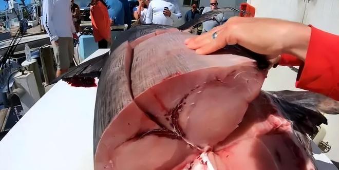 新发现：仅米粒九游会J9 J9九游会大小生物成年后变身顶级海洋猎手(图31)
