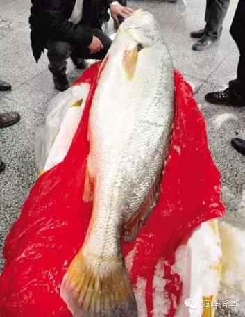 海识 常见海水鱼类图谱大全J9九游会 九游会J9(图1)