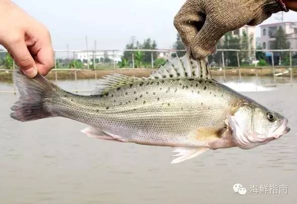海识 常见海水鱼类图谱大全J9九游会 九游会J9(图4)
