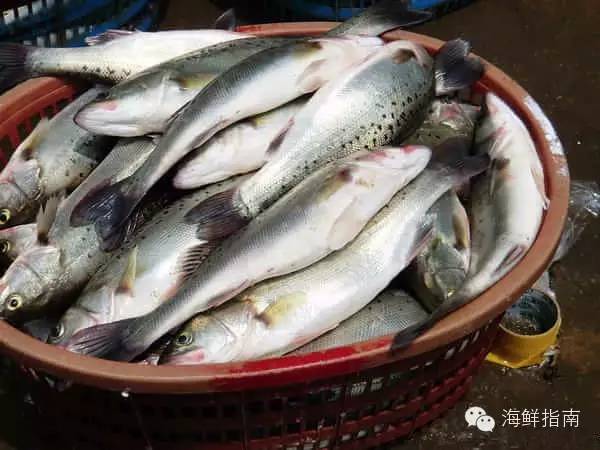 海识 常见海水鱼类图谱大全J9九游会 九游会J9(图3)