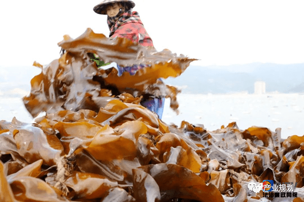 福建连江海洋生态食材食品推动大食物观与海洋生态产品价值实现J9九游会 九游会J9(图5)