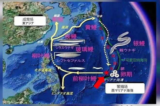 九游会J9 J9九游会【海洋物产】 日本鳗鱼中国产？“国鳗”崛起了？海洋牧场考点大全含例题！(图8)