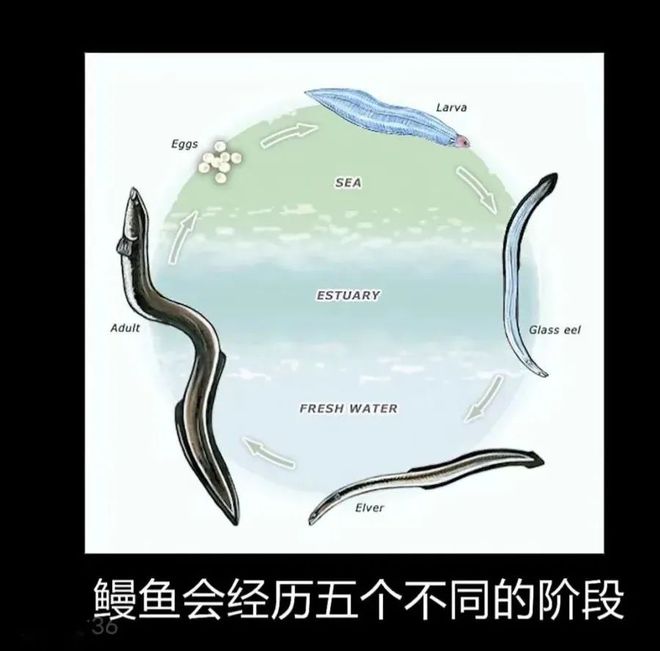 九游会J9 J9九游会【海洋物产】 日本鳗鱼中国产？“国鳗”崛起了？海洋牧场考点大全含例题！(图9)