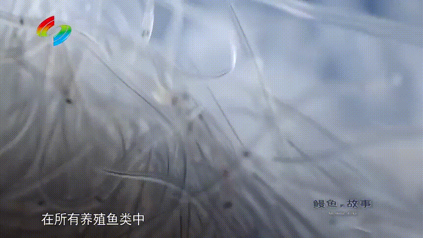九游会J9 J9九游会【海洋物产】 日本鳗鱼中国产？“国鳗”崛起了？海洋牧场考点大全含例题！(图10)