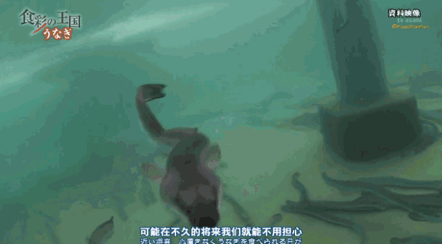 九游会J9 J9九游会【海洋物产】 日本鳗鱼中国产？“国鳗”崛起了？海洋牧场考点大全含例题！(图11)