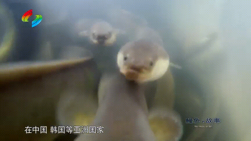 九游会J9 J9九游会【海洋物产】 日本鳗鱼中国产？“国鳗”崛起了？海洋牧场考点大全含例题！(图25)