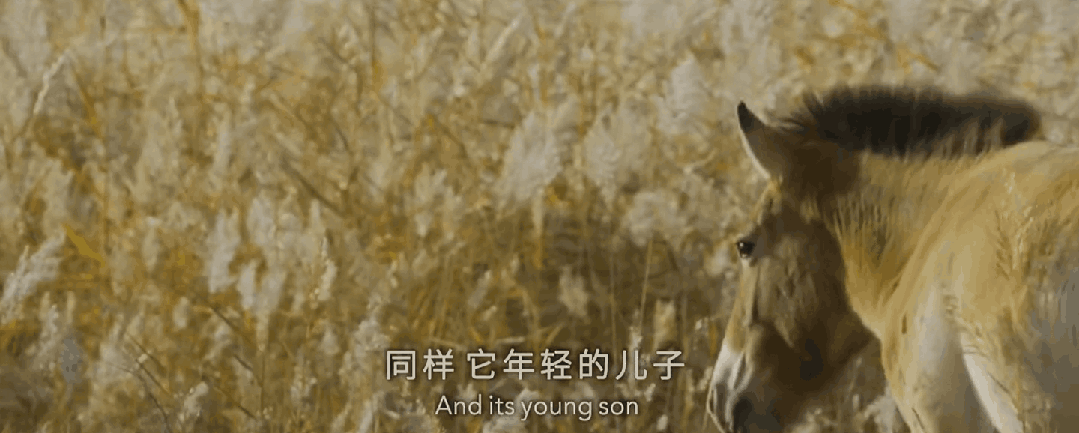 九游会J9 J9九游会央视首部！每一帧都绝美到可当壁纸的神作结果却“无人问津”？(图3)