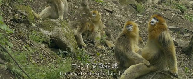 九游会J9 J9九游会央视首部！每一帧都绝美到可当壁纸的神作结果却“无人问津”？(图6)