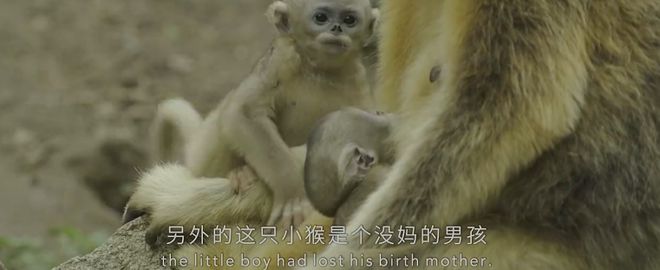 九游会J9 J9九游会央视首部！每一帧都绝美到可当壁纸的神作结果却“无人问津”？(图7)