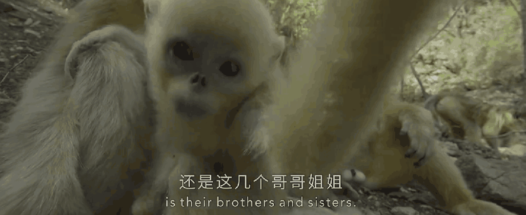 九游会J9 J9九游会央视首部！每一帧都绝美到可当壁纸的神作结果却“无人问津”？(图8)