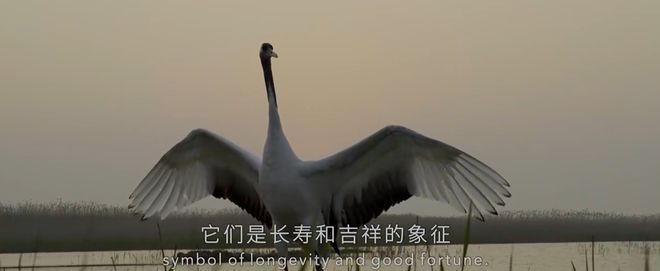 九游会J9 J9九游会央视首部！每一帧都绝美到可当壁纸的神作结果却“无人问津”？(图10)
