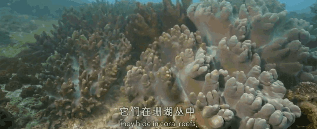 九游会J9 J9九游会央视首部！每一帧都绝美到可当壁纸的神作结果却“无人问津”？(图14)