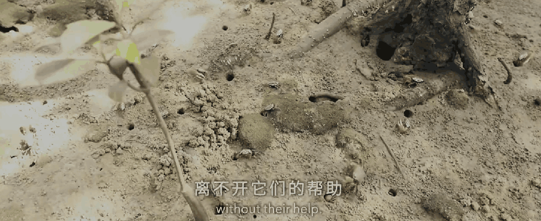 九游会J9 J9九游会央视首部！每一帧都绝美到可当壁纸的神作结果却“无人问津”？(图17)