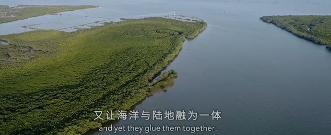 九游会J9 J9九游会央视首部！每一帧都绝美到可当壁纸的神作结果却“无人问津”？(图16)