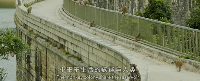 九游会J9 J9九游会央视首部！每一帧都绝美到可当壁纸的神作结果却“无人问津”？(图21)