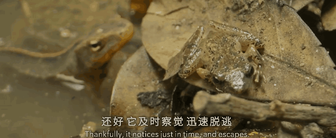 九游会J9 J9九游会央视首部！每一帧都绝美到可当壁纸的神作结果却“无人问津”？(图20)