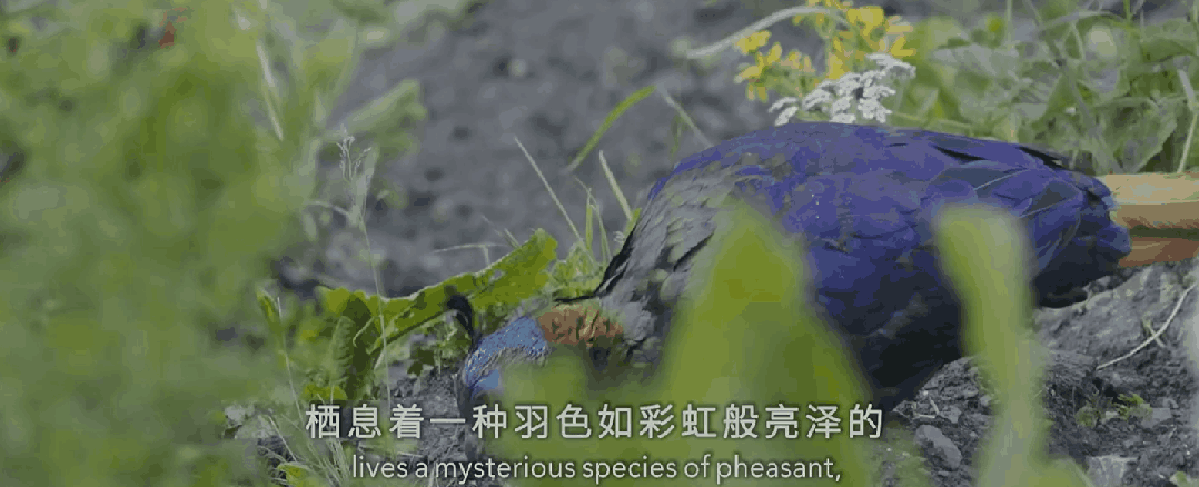 九游会J9 J9九游会央视首部！每一帧都绝美到可当壁纸的神作结果却“无人问津”？(图23)
